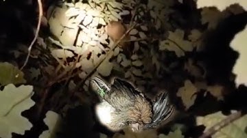 tua qaib qus pw chaw tua nas tua noog zoo saib heev nawb