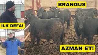 GÖZLERİME İNANAMADIM! BRANGUS (Türkiye'de İlk Defa Gördüm)