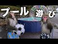 夏だ!プールだ!お猿さんの大はしゃぎ水あそび!!!