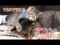 ひたすら毛剃りしたぎんじろぅにべったりはち♪の巻。うちの子29日目。【はちの成長記録#29】
