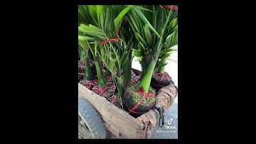 CÂY CAU LÙN F1 CAO 1M TRỒNG SÂN VƯỜN NHÀ THỜ SIÊU ĐẸP SDT 0988.630.871