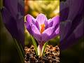 Ye Beautiful Flower Time Lapse 😍🌸 #shorts #viral #nature #flowers