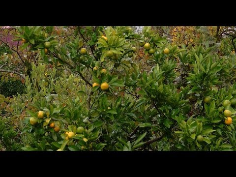 როგორ დავიცვათ ციტრუსი აზიური ფაროსანასგან