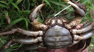 Simply sunk the Tamo net, a huge river crab! What?