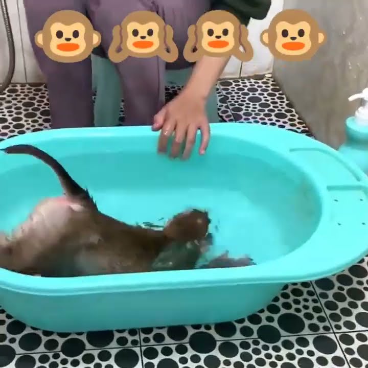 monyet lucu mandi🐵🐵🐵 🤣🤣🤣#monyet #lucu #mandi