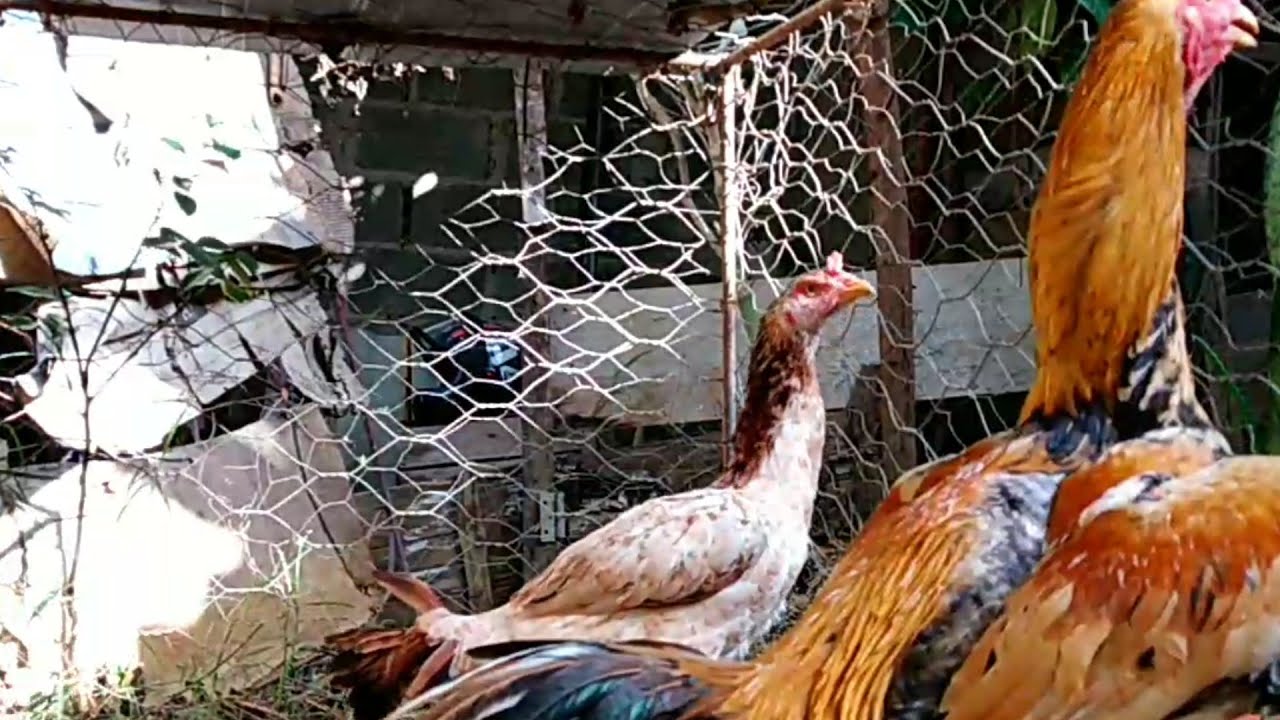 Retorno a Cocheira do Tiririca, Supresas nos espera.