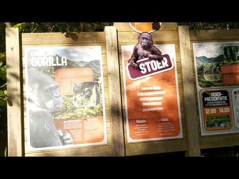 Video: Twee Gorilla's Werden Verliefd Op Hun Verzorger - Alternatieve Mening