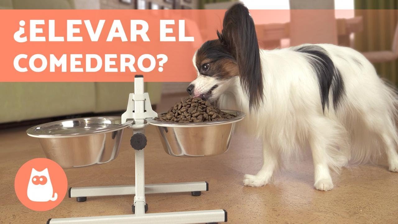 documental Punta de flecha Parche COMEDEROS ELEVADOS para PERROS 🐶✓ (Todas las VENTAJAS) - YouTube