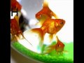 Badly Drawn Boy -Have You Fed The Fish ?, Coming Into Land  ( Lirycs )