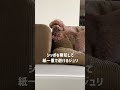 危険察知能力が高すぎるトイプードル #dog #toypoodle