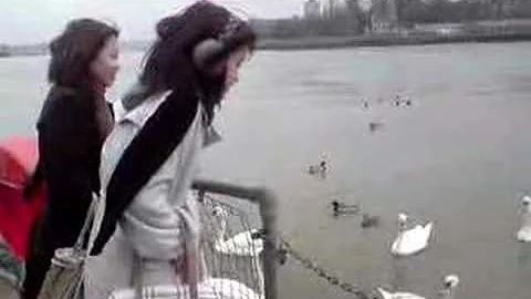 Kent-Swan!