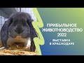 &quot;Прибыльное животноводство-2022&quot;. Выставка в Краснодаре