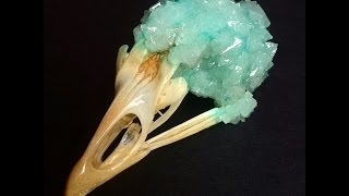 How to Grow Borax Crystals on a Skull