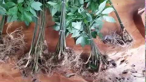 Lô sâm ngọc linh tự nhiên loại 30 củ /1kg - từ 10 đến 20 năm tuổi