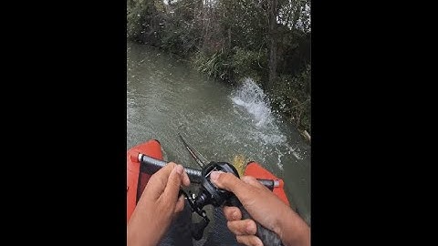 Topwater Catfish on crawler bait! BONE FURY Multi-Function Topwater Bait
