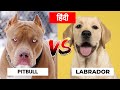 Pitbull Vs Labrador Retriever in Hindi | Dog VS Dog | PET INFO | Which One is Best For You as Pet?