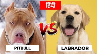 Pitbull Vs Labrador Retriever in Hindi | Dog VS Dog | PET INFO | Which One is Best For You as Pet?