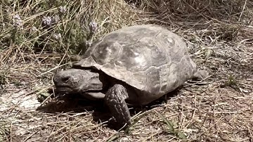 Gopher Tortoise Eating Lunch On My Hiking Trail Nature Video - 4k