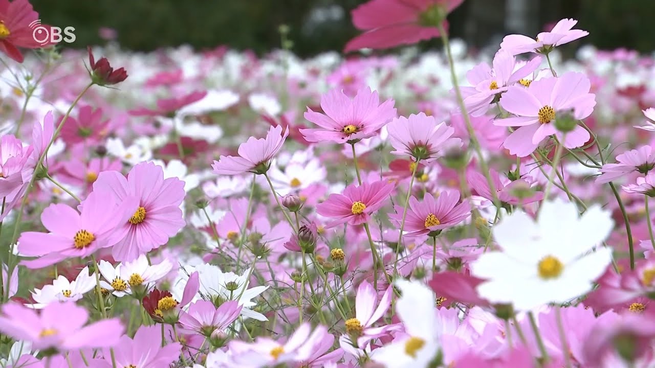 秋風にゆられて…コスモス咲き誇る 各地の名所にぎわう 大分 | 大分の