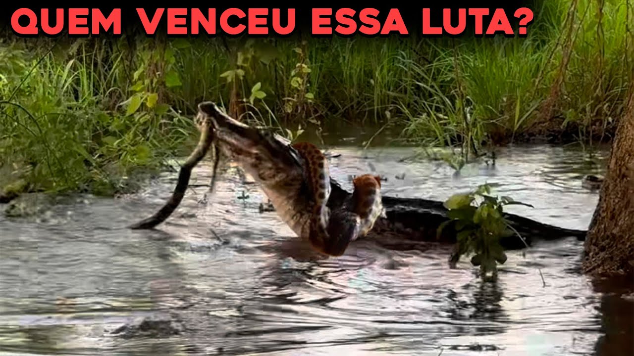 Luta Entre Jacaré E Sucuri É Filmada No Pantanal - Inacreditável!