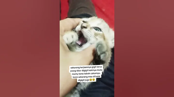 #cat #kucingbelangtiga #kucinganggoralucudanimut #kucing #kucinglucubandung #kucinglucu