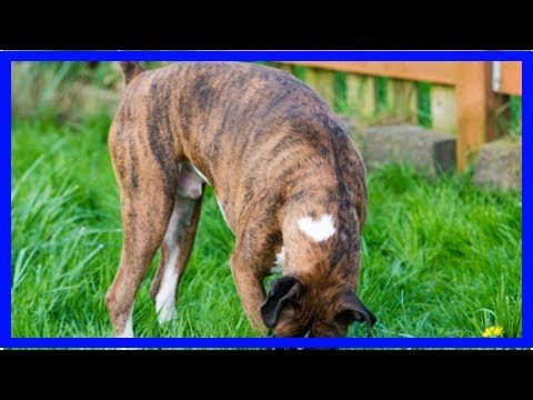 Video: Schnecke, Schneckenködervergiftung Bei Hunden