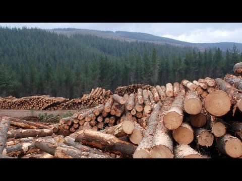 Vídeo: En la silvicultura què és el patinatge?