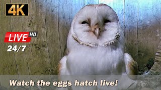 Watch barn owls hatch live !