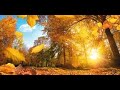 Золотая осень / Золота осінь /  Golden autumn / VLOG парк Шевченко Боярка