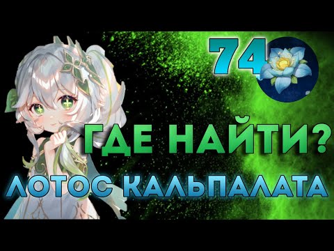 Где найти Лотос Кальпалата геншин / Маршрут фарма Лотос Кальпалата / GENSHIN IMPACT