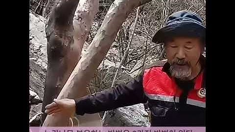 노각나무의 효능과 복용방법