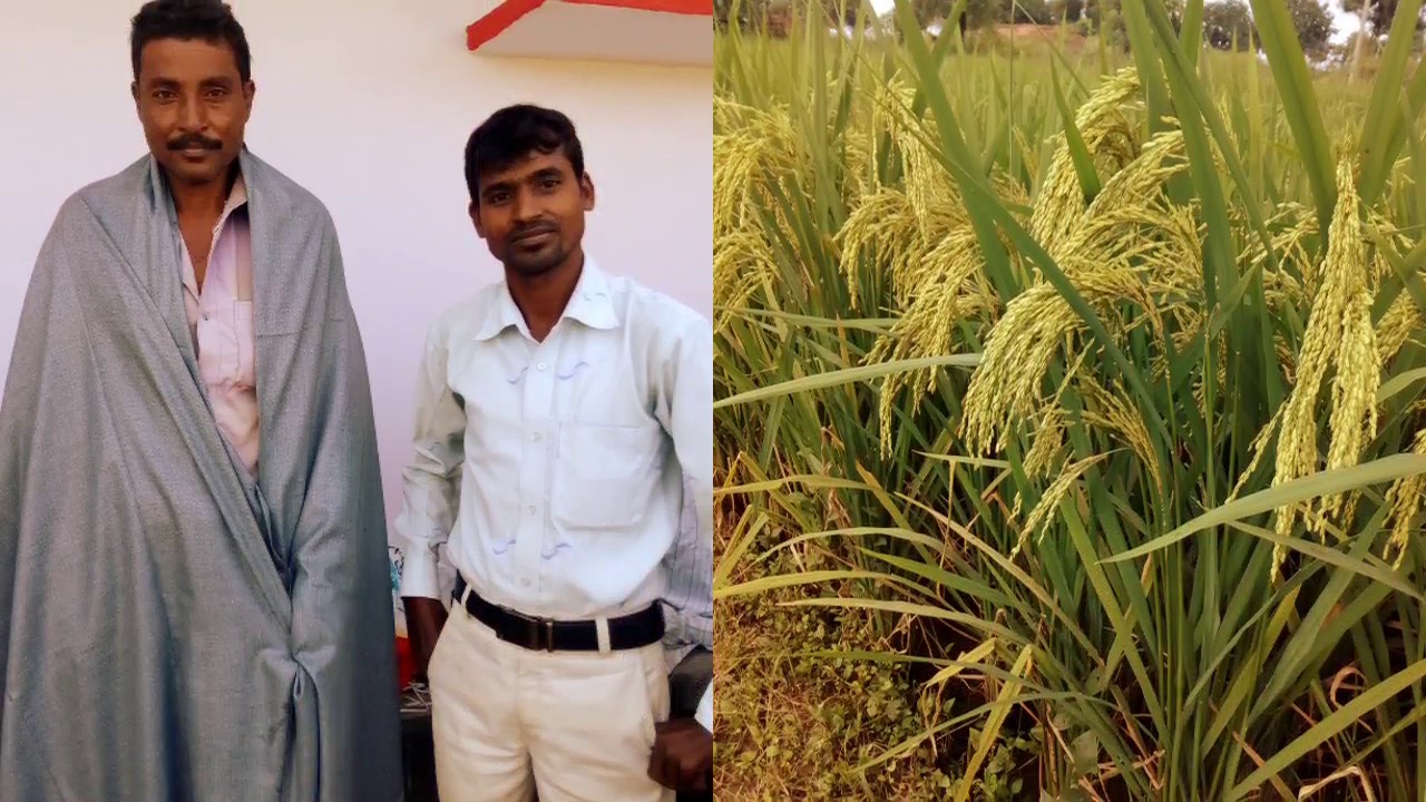 Kaveri seed co. ltd. YouTube