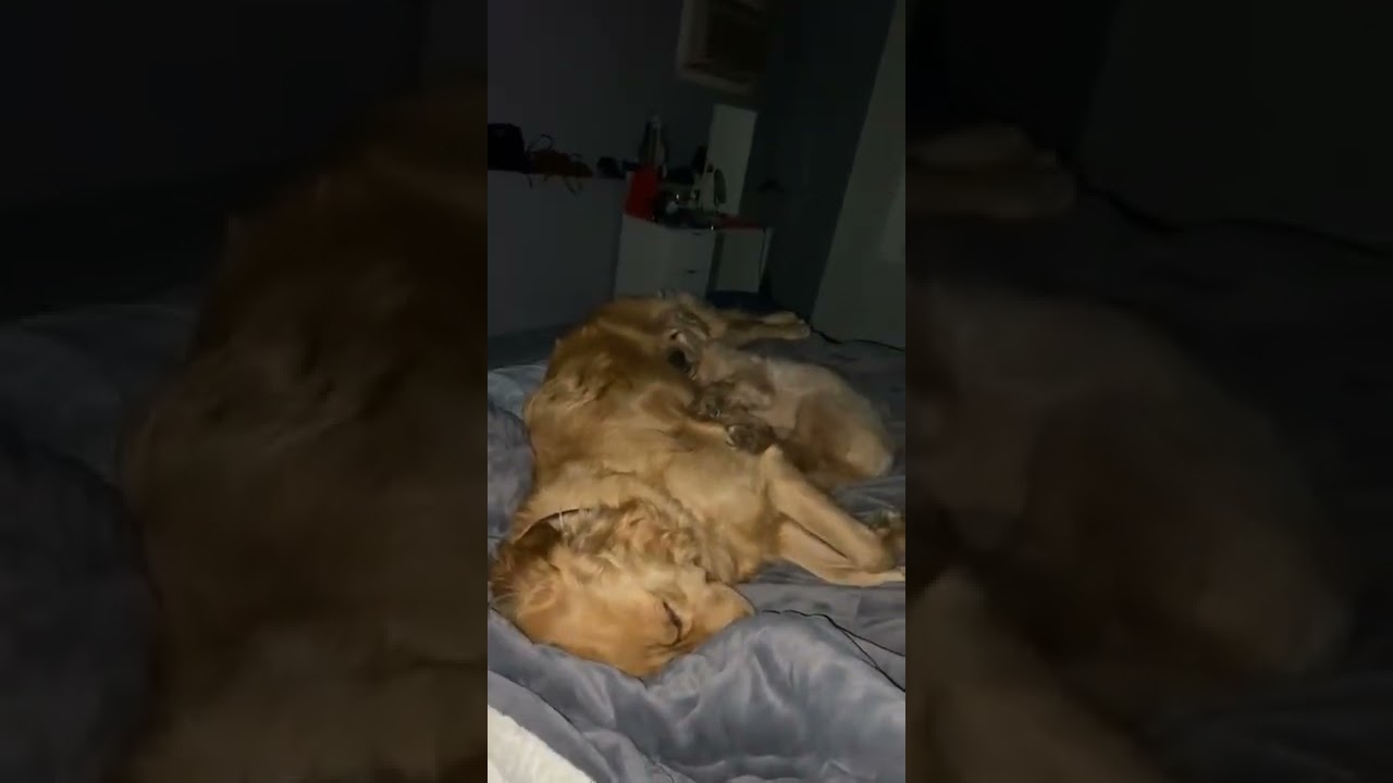 💚Cute Dogs Compilation | Funny Dog 🐕‍🦺