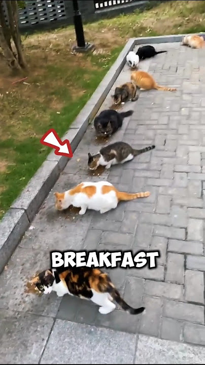 CAT BREAKFAST IN THE ALLEY