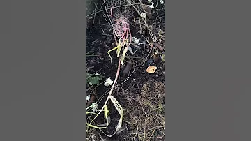 Испанские слизни. Яйца