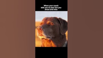 #fyp #funny #viral #shorts #dog #meme #viralshorts #trending #foryoupage #shooting #sports #sunset