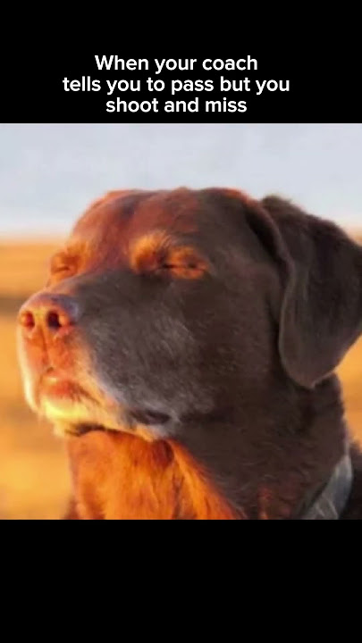 #fyp #funny #viral #shorts #dog #meme #viralshorts #trending #foryoupage #shooting #sports #sunset
