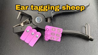 How to ear tag a sheep