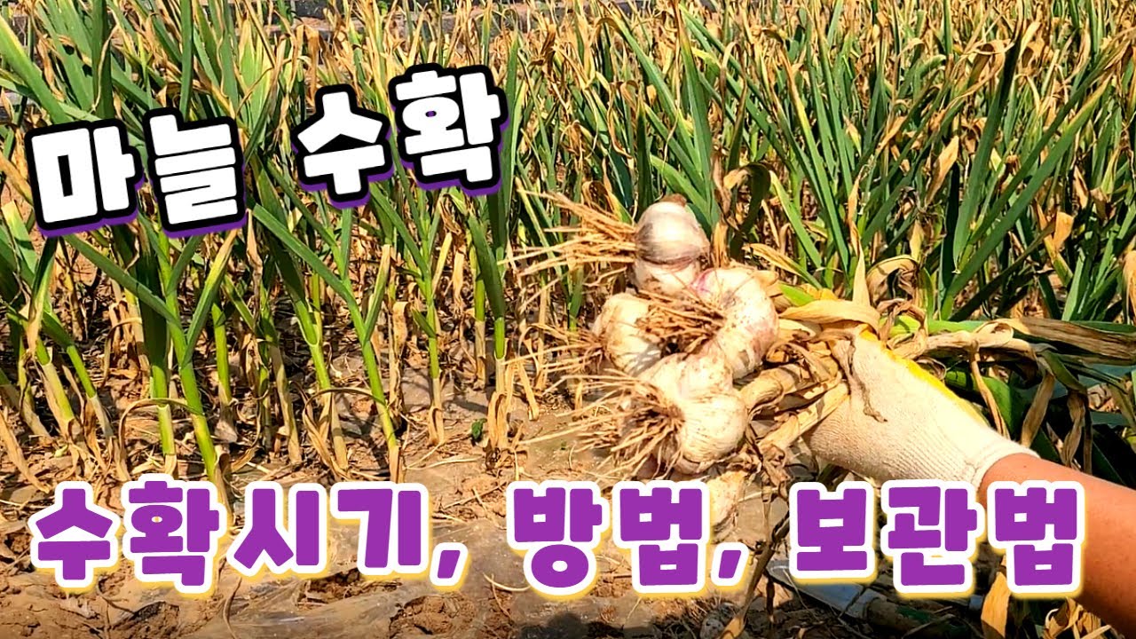 마늘 수확 시기와 마늘 수확 방법, 마늘 건조, 마늘 저장법(Garlic harvest)