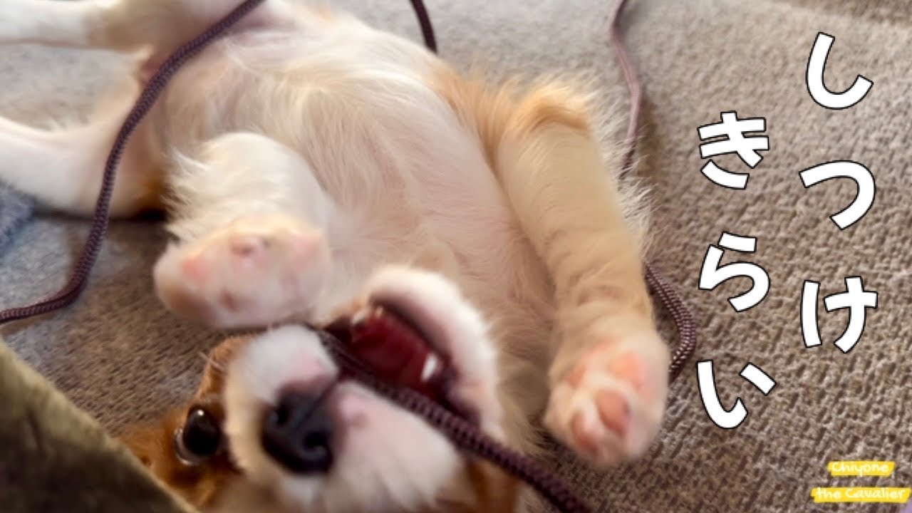 お迎えから一週間、トレーニングが上手くいかなくてもめげないちよねさん - 回顧録 #4【北海道暮らし キャバリア 子犬】