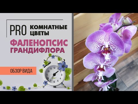 Орхидея с огромными цветами - фаленопсис грандифлора