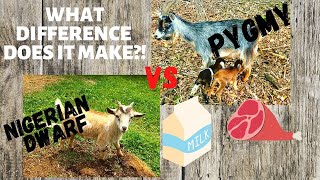 Différence entre les chèvres naines et pygmées