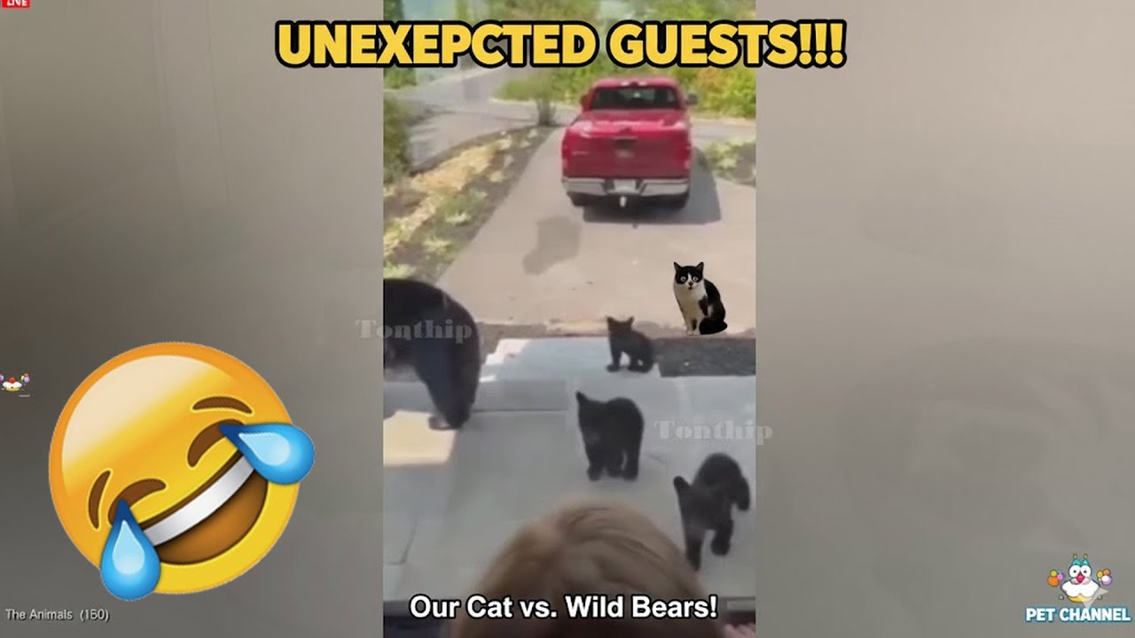 The Funniest Animals On The Internet 🤩 NEW Funny Animal Videos