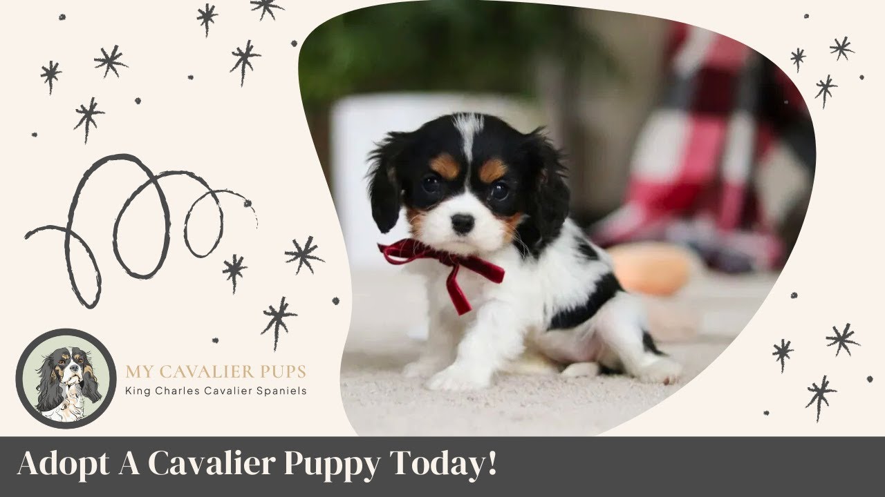 Joy | My Cavalier Pups