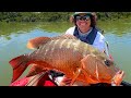 Pargo gigante en el manglar  pesca en kayak