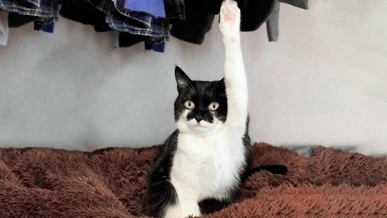 You Laugh, You Lose! 🤣 Funny Cat Videos 2026 😹 Part 109