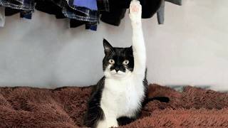 You Laugh, You Lose! 🤣 Funny Cat Videos 2026 😹 Part 109