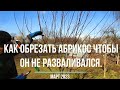 КАК ОБРЕЗАТЬ АБРИКОС, ЧТОБЫ ОН НЕ РАЗВАЛИВАЛСЯ ОТ УРОЖАЯ.