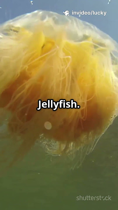 The Giantest Sea Animals Ever! #uniquefacts #animals