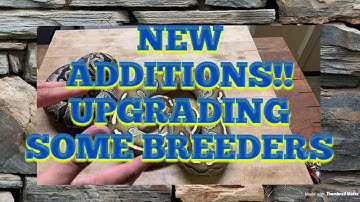 UNBOXING BIG BREEDER BALL PYTHONS!!!